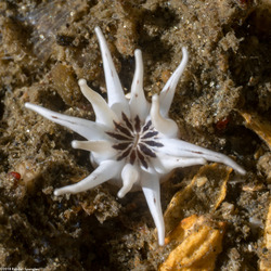 Halcampa crypta (Cryptic Burrowing Anemone)