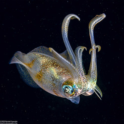 Sepioteuthis lessoniana (Bigfin Reef Squid)