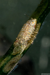 Paracerceis cordata (Paracerceis cordata)