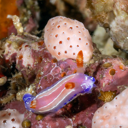 Thorunna florens (Flowering Thorunna)