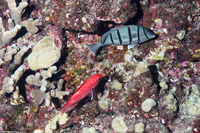 Sargocentron diadema (Crown Squirrelfish)