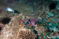 Thalassoma duperrey (Saddle Wrasse)