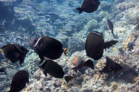 Acanthurus leucopareius (Whitebar Surgeonfish)