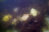 Aplysia californica (Brown Sea Hare)