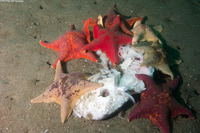 Patiria miniata (Bat Star)