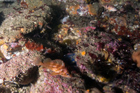 Sebastes semicinctus (Halfbanded Rockfish)