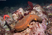 Apostichopus parvimensis (Warty Sea Cucumber)