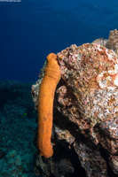 Actinopyga obesa (Plump Sea Cucumber)