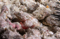 Scorpaenopsis brevifrons (Shortsnout Scorpionfish)
