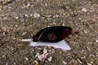 Crepidula adunca (Slipper Snail)