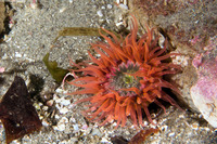 Anthopleura artemisia (Moonglow Anemone)