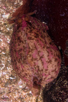 Aplysia californica (Brown Sea Hare)
