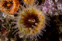 Paracyathus stearnsii (Brown Cup Coral)