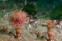 Sabellidae sp.6 (Banded Feather Duster Worm)