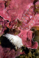 Tonicella lineata (Blue Lined Chiton)