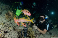 Mulloidichthys vanicolensis (Yellowfin Goatfish)