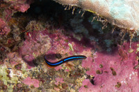 Plagiotremus ewaensis (Ewa Fang Blenny)