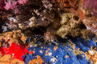 Pandalus danae (Dock Shrimp)