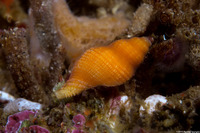 Paciocinebrina lurida (Lurid Rocksnail)