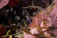Bartholomea annulata (Corkscrew Anemone)