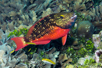 Sparisoma viride (Stoplight Parrotfish)