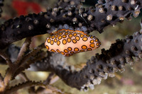 Cyphoma gibbosum (Flamingo Tongue)