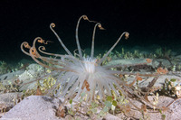 Isarachnanthus nocturnus (Banded Tube-Dwelling Anemone)