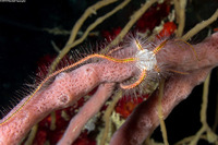 Ophiothrix suensoni (Sponge Brittle Star)