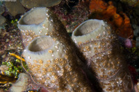 Parazoanthus catenularis (Brown Sponge Zoanthid)