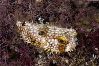 Chilomycterus antillarum (Web Burrfish)
