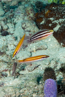Halichoeres pictus (Rainbow Wrasse)