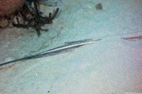 Hypanus americanus (Southern Stingray)