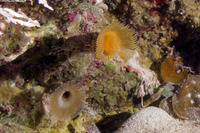 Protula sp.1 (Red-Spotted Horseshoe Worm)