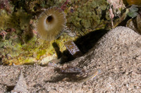 Hypsicomus sp.1 (Ruffled Feather Duster)