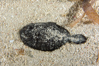 Gymnachirus nudus (Flabby Sole)