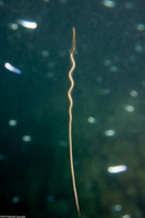 Phylum Nemertea (Ribbon Worm)