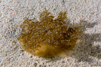 Cassiopea xamachana (Upsidedown Jelly)