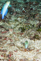 Opistognathus aurifrons (Yellowhead Jawfish)