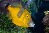 Cantherhines macrocerus (Whitespotted Filefish)