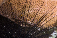 Percnon gibbesi (Nimble Spray Crab)