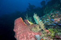 Xestospongia muta (Giant Barrel Sponge)