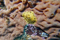 Fissurellidea bimaculata (Two-Spot Keyhole Limpet)