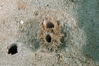 Panopea generosa (Geoduck Clam)