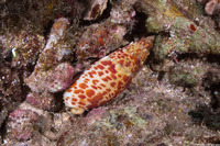 Mitra stictica (Punctured Miter)