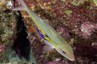 Mulloidichthys flavolineatus (Yellowstripe Goatfish)