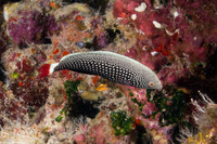 Anampses chrysocephalus (Psychedelic Wrasse)