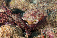 Charonia tritonis (Triton's Trumpet)