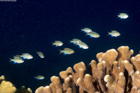 Chromis vanderbilti (Blackfin Chromis)