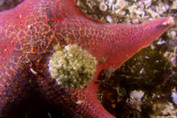 Balanus crenatus (Acorn Barnacle)