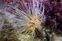 Pachycerianthus fimbriatus (Tube-Dwelling Anemone)
